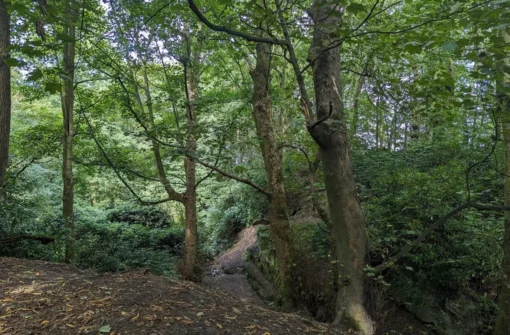 Helsdale Wood